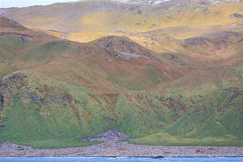 MacquarieIs  AtSea  0584 m Lusitania Bay - King Penguin Colony